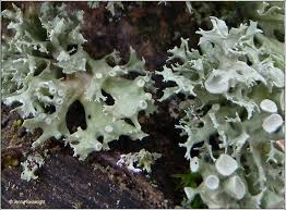 Attēlu rezultāti vaicājumam “Ramalina fastigiata”