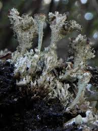Attēlu rezultāti vaicājumam “Cladonia phyllophora”