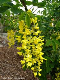 Attēlu rezultāti vaicājumam “Laburnum anagyroides flower”