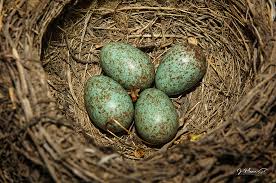 Attēlu rezultāti vaicājumam “Turdus merula nest”