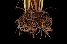 Attēlu rezultāti vaicājumam “Juncus bufonius fruit”