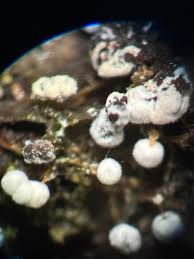 Attēlu rezultāti vaicājumam “Physarum globuliferum spores”