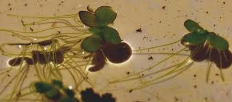 Attēlu rezultāti vaicājumam “Spirodela polyrhiza”