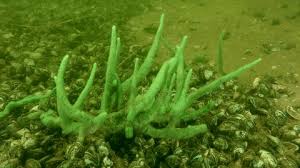 Attēlu rezultāti vaicājumam “Spongilla lacustris”