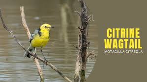 Attēlu rezultāti vaicājumam “Motacilla citreola”