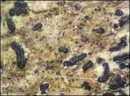 Attēlu rezultāti vaicājumam “Opegrapha rufescens”