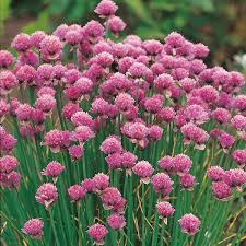 Image result for Allium schoenoprasum