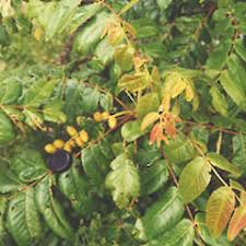 Attēlu rezultāti vaicājumam “Juglans ailanthifolia”