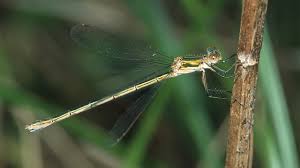 Attēlu rezultāti vaicājumam “Lestes virens”