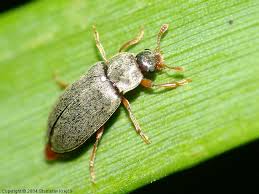 Attēlu rezultāti vaicājumam “Byturus tomentosus”