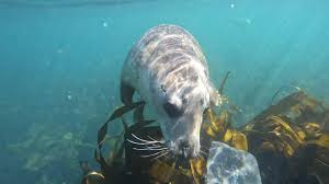 Image result for Wyndley Seals Snorkelling Club