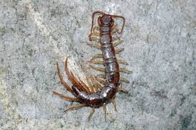 Attēlu rezultāti vaicājumam “Lithobius forficatus”