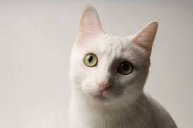 Attēlu rezultāti vaicājumam “Felis silvestris catus”