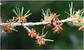 Attēlu rezultāti vaicājumam “Melampsoridium sp.”