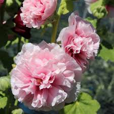 Image result for Alcea rosea `Appleblossom`