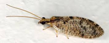 Attēlu rezultāti vaicājumam “Hemerobius perelegans”