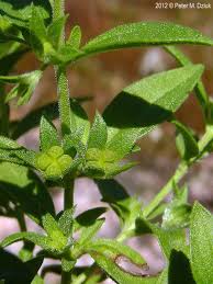 Attēlu rezultāti vaicājumam “Trichia flavicoma stalked”