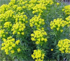 Image result for Wolfsmilch