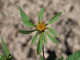 Attēlu rezultāti vaicājumam “Bidens frondosa flower”