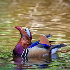 Attēlu rezultāti vaicājumam “Aix galericulata”