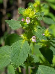 Attēlu rezultāti vaicājumam “Galeopsis tetrahit leaf”