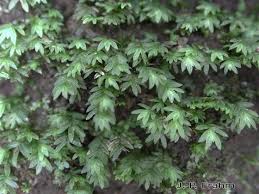 Attēlu rezultāti vaicājumam “Fissidens taxifolius”