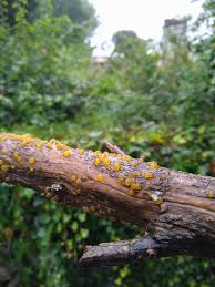 Attēlu rezultāti vaicājumam “Dacrymyces chrysospermus spores”