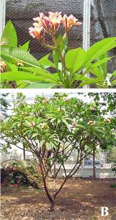 Attēlu rezultāti vaicājumam “Coleosporium sp.”