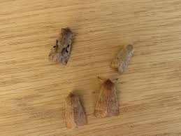 Attēlu rezultāti vaicājumam “Orthosia cerasi”