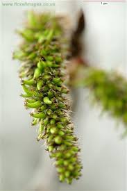 Attēlu rezultāti vaicājumam “Populus tremula leaf”