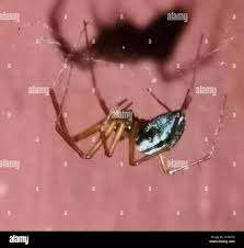 Attēlu rezultāti vaicājumam “Neriene montana”