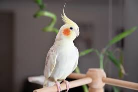 Image result for Bird