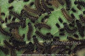 Attēlu rezultāti vaicājumam “Araschnia levana larva”