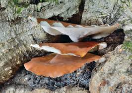 Attēlu rezultāti vaicājumam “Polyporus badius”