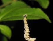 Attēlu rezultāti vaicājumam “Yponomeuta malinellus / cagnagella larva”