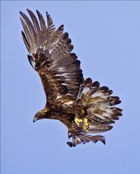 Attēlu rezultāti vaicājumam “Aquila chrysaetos”