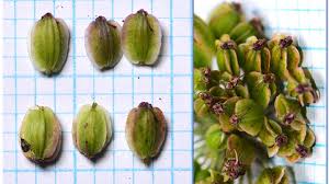 Image result for Angelica silvestris