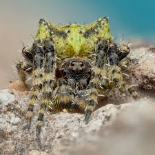 Attēlu rezultāti vaicājumam “Gibbaranea gibbosa”