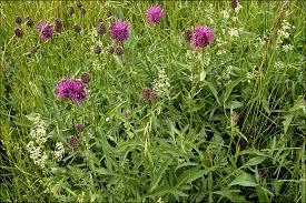 Attēlu rezultāti vaicājumam “Centaurea scabiosa flower”