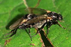 Attēlu rezultāti vaicājumam “Phoridae”