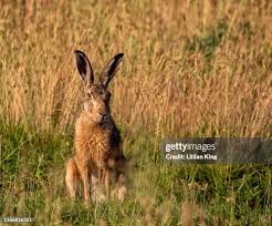 Attēlu rezultāti vaicājumam “Lepus sp.”