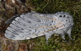 Attēlu rezultāti vaicājumam “Cerura vinula”