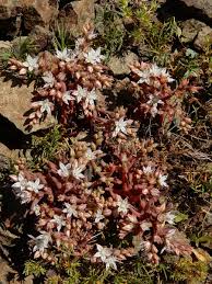Attēlu rezultāti vaicājumam “Sedum pallidum”