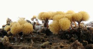 Attēlu rezultāti vaicājumam “Hemitrichia calyculata stalked”