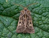 Attēlu rezultāti vaicājumam “Tholera decimalis male”