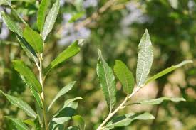 Attēlu rezultāti vaicājumam “Salix cinerea leaf”