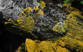 Attēlu rezultāti vaicājumam “Physarum notabile macro”