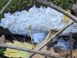 Attēlu rezultāti vaicājumam “Brefeldia maxima”