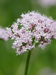 Image result for Valeriana officinalis