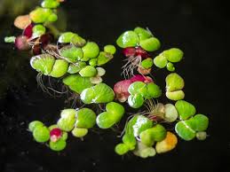 Attēlu rezultāti vaicājumam “Spirodela polyrhiza”